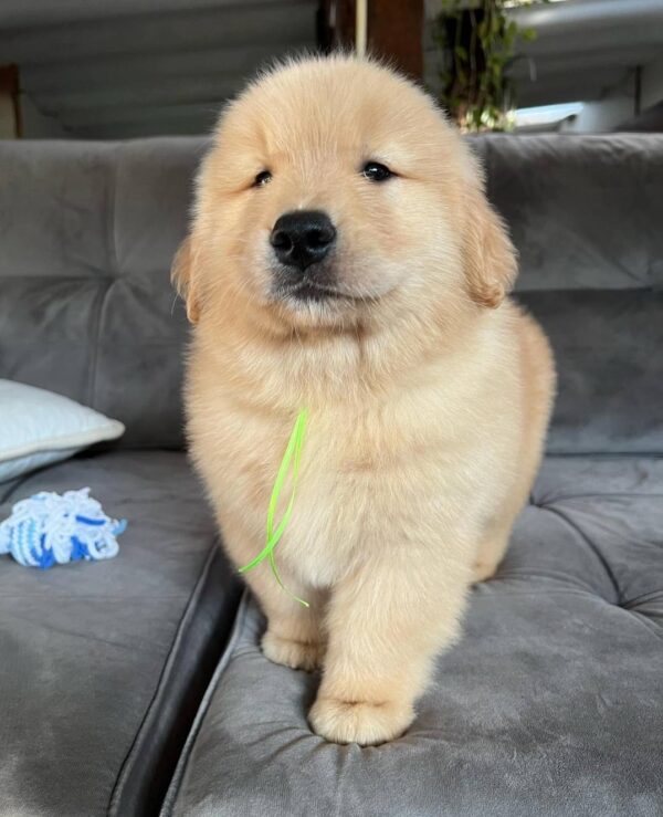 BELLA (8WEEKS FEMALE)