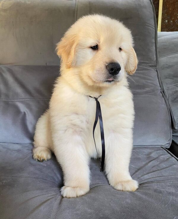 Molly (8WEEKS FEMALE)