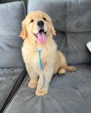 photo_2025-11-10_22-28-08 LEO (8WEEKS MALE)