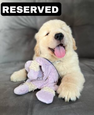 photo_2025-11-10_21-54-19 ELI (8WEEKS FEMALE)