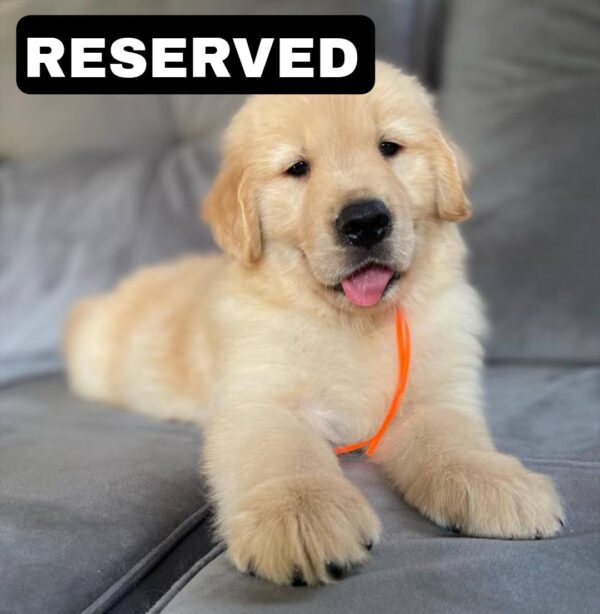 photo_2025-11-10_21-55-02 KODA (8WEEKS MALE)