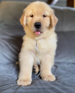 photo_2025-11-10_22-31-48 Jack (8WEEKS MALE)